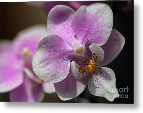 Pink And White Orchid Metal Print featuring the photograph Pink and White Orchid by Meg Rousher