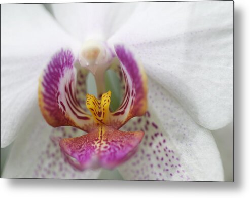 Orchid Metal Print featuring the photograph Pink and White Orchid by Sue Morris