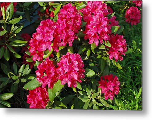 Flower Metal Print featuring the photograph Pink Azalea Bush by Aimee L Maher ALM GALLERY