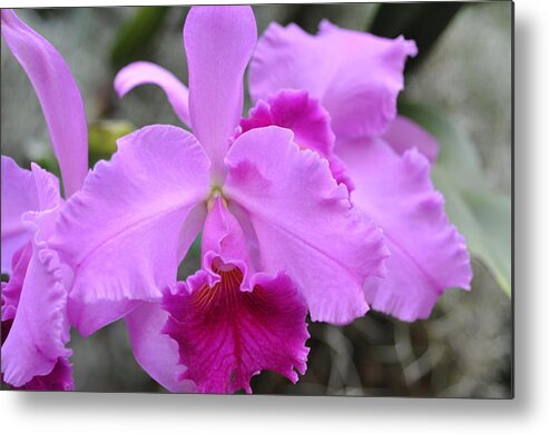 Pink Orchid Metal Print featuring the photograph Pink beauty orchid by Sue Morris