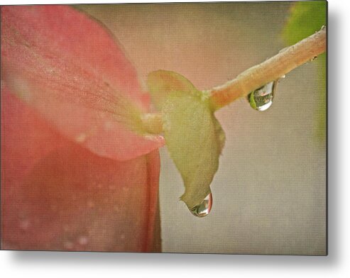 Begonias Metal Print featuring the photograph Pink Begonia and Water Drops by Peggy Collins