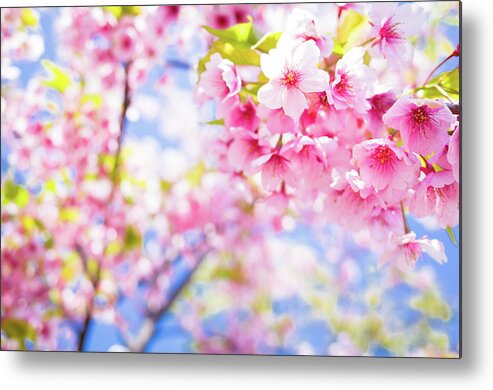 Cherry Metal Print featuring the photograph Pink Cherry Blossoms In Bloom by Marser