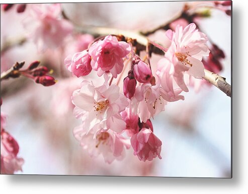 Floral Metal Print featuring the photograph Pink Cherry Blossoms by Trina Ansel