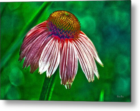 Pink Metal Print featuring the mixed media Pink Coneflower HDR Art by Lesa Fine