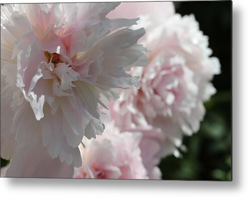 Peony Metal Print featuring the photograph Pink Confection by Ruth Kamenev