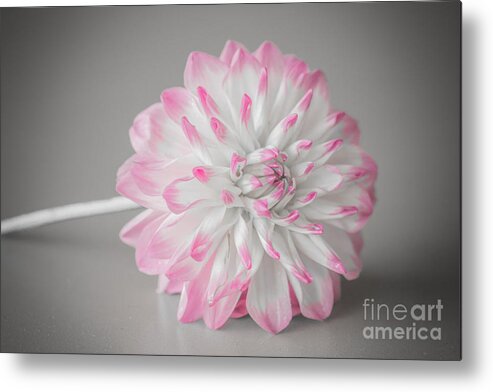 Flower Metal Print featuring the photograph Pink Dahlia by Amanda Mohler