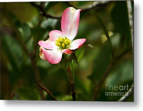 Dogwood Metal Print featuring the photograph Pink dogwood 2 by Andrea Anderegg