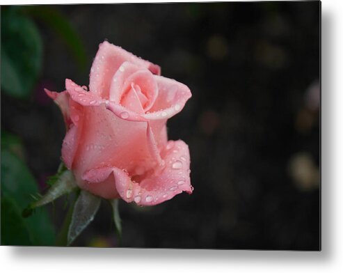 Pink Metal Print featuring the photograph Pink Elegance by Arlene Carmel