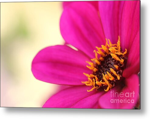 Beautiful Metal Print featuring the photograph Pink Flower by Amanda Mohler