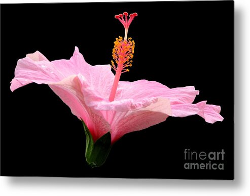 Hibiscus Metal Print featuring the photograph Pink Hibiscus on Black Background by Rose Santuci-Sofranko