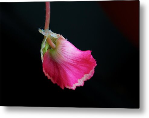 Flower Framed Prints Metal Print featuring the photograph Pink by Kevin Bone