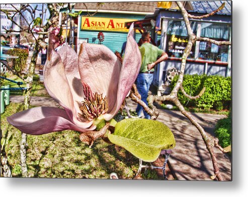 Pink Metal Print featuring the photograph Pink Magnolia by Audreen Gieger