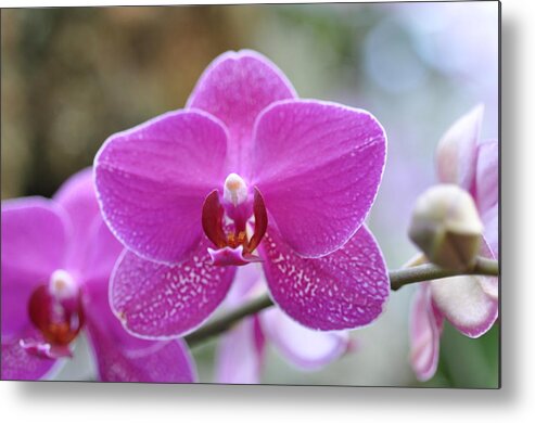 Flowers Metal Print featuring the photograph Pink orchid by Sue Morris