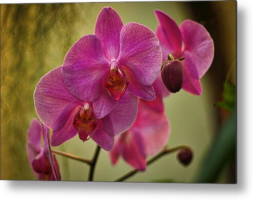 Orchid Metal Print featuring the photograph Pink Orchids by Stuart Litoff