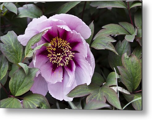 Floral Metal Print featuring the photograph Pink Peony After The Rain by Priya Ghose