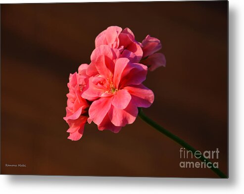 Flower Metal Print featuring the photograph Pink by Ramona Matei