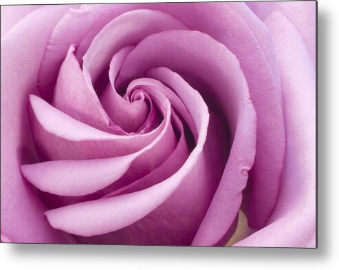 Pink Rose Closeup Metal Print featuring the photograph Pink Rose Folded To Perfection by Sandra Foster