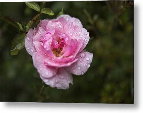 Rose Metal Print featuring the photograph Pink Rose with Raindrops by Belinda Greb