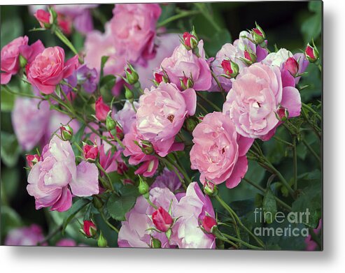 Pink Roses Metal Print featuring the photograph Pink Roses by Sharon Talson