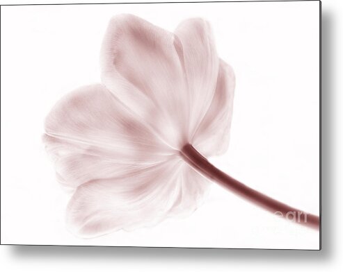 Tulip Metal Print featuring the photograph Pink Solitaire by Arlene Carmel