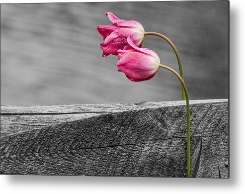 Tulips Metal Print featuring the photograph Pink Tulips by Cathy Kovarik