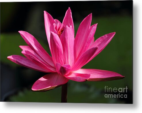 Water Lily Metal Print featuring the photograph Pink Water Lily by Meg Rousher