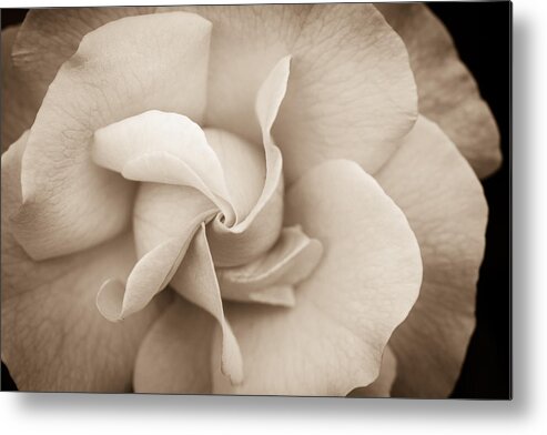 Rose Metal Print featuring the photograph Pinwheel Rose by Cathy Donohoue