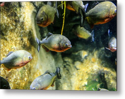 Piranha Metal Print featuring the photograph Piranha by Chris Smith