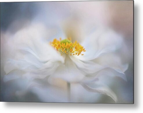 Anemone Metal Print featuring the photograph Pirouette by Jacky Parker