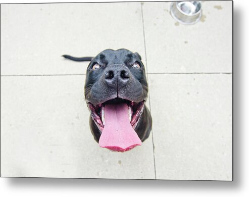 Pets Metal Print featuring the photograph Pit Bull Puppy Smiles Big by Jill Lehmann Photography