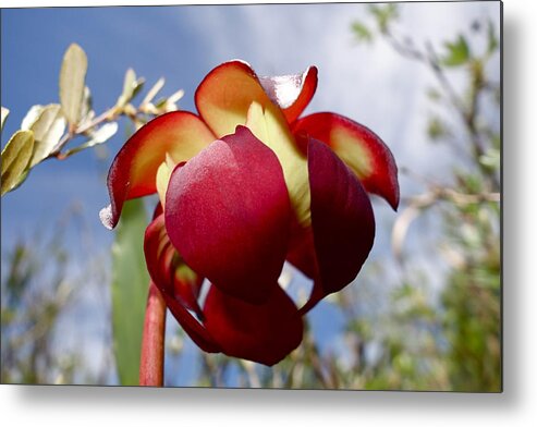 Pitcher Plant Blooms Metal Print featuring the photograph Pitcher plant blossom #2 by Sandra Updyke