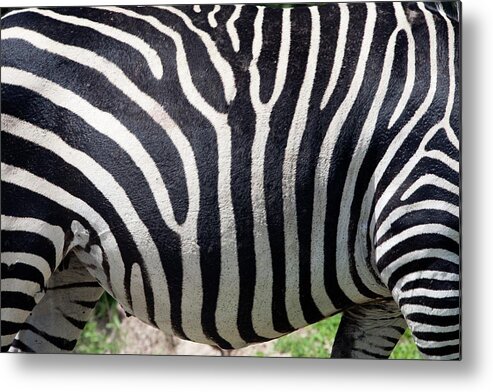 Africa Metal Print featuring the photograph Plains Zebra by Dr Andre Van Rooyen/science Photo Library