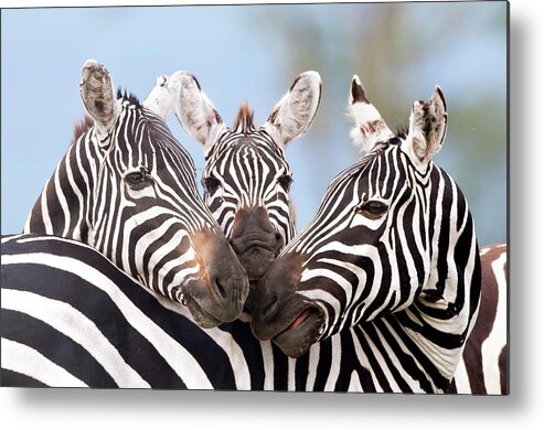Africa Metal Print featuring the photograph Plains Zebra by Peter Chadwick/science Photo Library