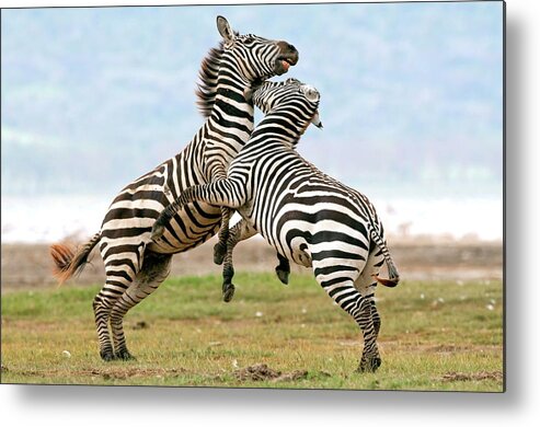 Equus Burchelli Metal Print featuring the photograph Plains Zebras Fighting by Peter Chadwick/science Photo Library