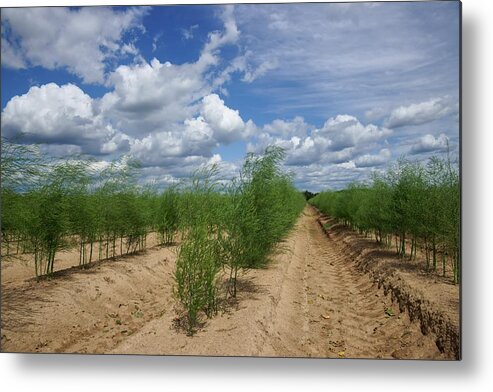 In A Row Metal Print featuring the photograph Plantation Of Asparagus by Mirekkijewski