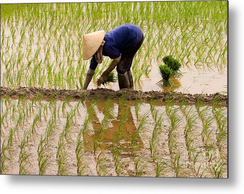 Planting Rice Metal Print featuring the photograph Planting Rice by J L Woody Wooden