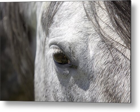 Powder Horn Metal Print featuring the photograph Ousted's Eye by Amanda Smith