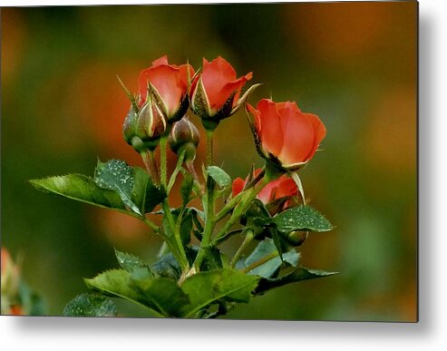 Rose Metal Print featuring the photograph Pleasant And Peaceful by Ramabhadran Thirupattur