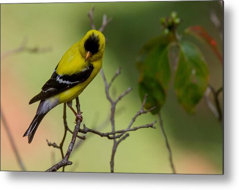 American Goldfinch Metal Print featuring the photograph Please don't ask me to look by Robert L Jackson