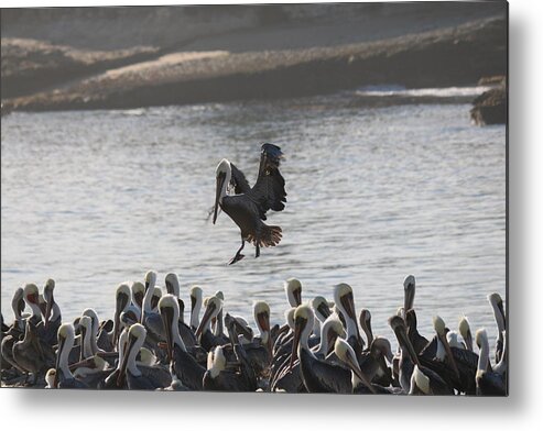 Pelican Metal Print featuring the photograph Plenty of Room by Christy Pooschke