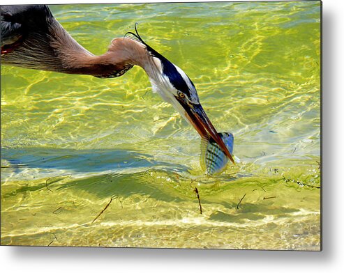 Great Blue Heron Metal Print featuring the photograph Plucked from the sea by Stuart Harrison