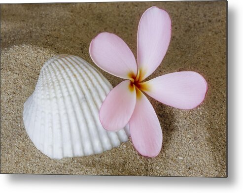 Plumeria Metal Print featuring the photograph Plumeria Flower And Sea Shell by Susan Candelario