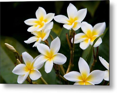 Tropical Metal Print featuring the photograph Plumeria Frangipani by Duncan Selby