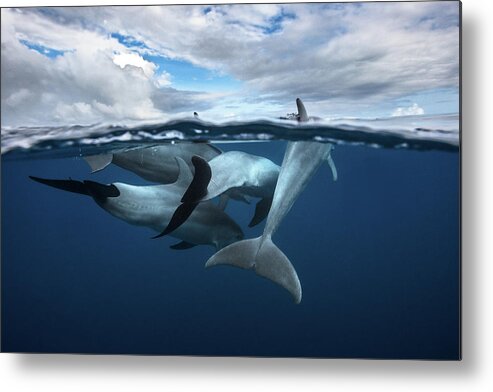 Dolphin Metal Print featuring the photograph Pod Of Dolphin At The Surface by Barathieu Gabriel