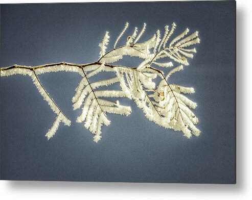 Hoar Frost Metal Print featuring the photograph Pogonipped by Janis Knight
