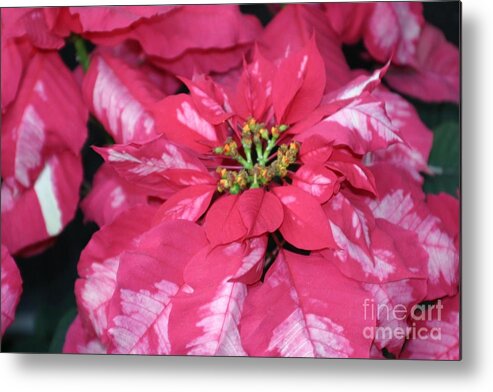 Poinsettia Metal Print featuring the photograph Poinsettia Passion by Living Color Photography Lorraine Lynch