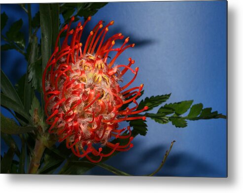 Pincushion Metal Print featuring the photograph Pointy by Doug Norkum