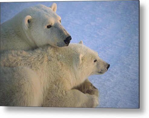 Feb0514 Metal Print featuring the photograph Polar Bear And Cub At Dawn Churchill by Flip Nicklin