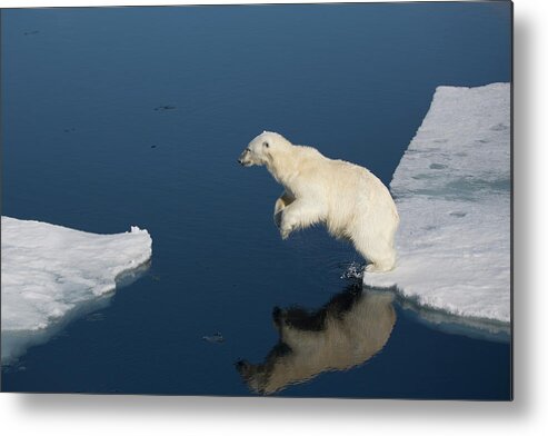 Archipelago Metal Print featuring the photograph Polar Bear Leaping Between Ice Floes by Galaxiid