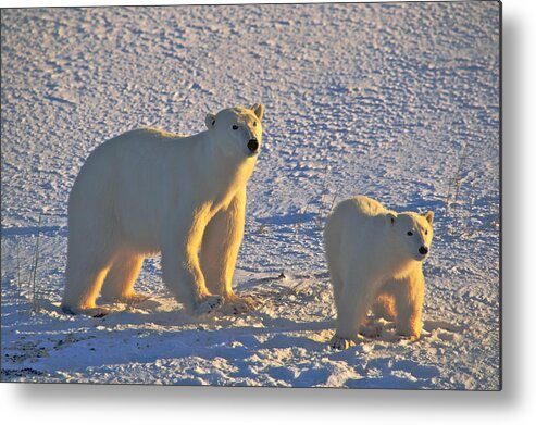 Arctic Metal Print featuring the photograph Polar Bear Mother and Cub on Ice by Randy Green